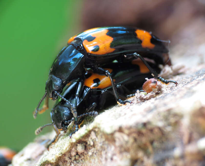 Megalodacne heros. Rock Creek Park, Washington, DC, USA. 25 May 2014.