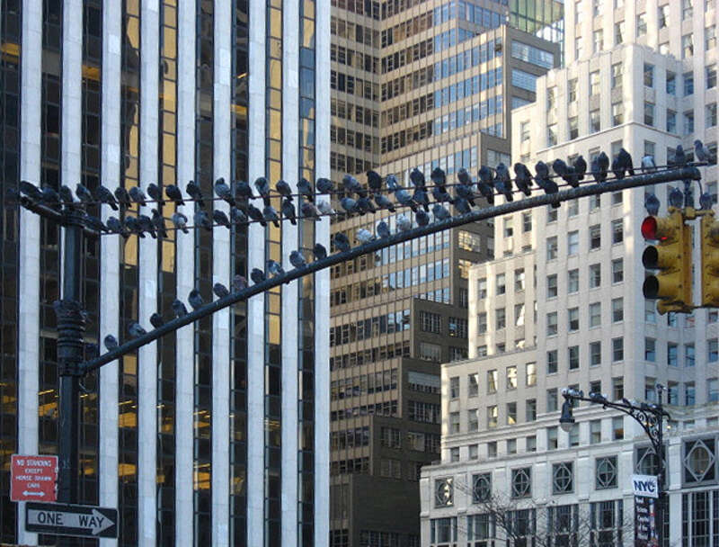 New Yorkers watching the tourists.   As usual, ignoring the No Standing sign.  Southeast corner of Central Park.