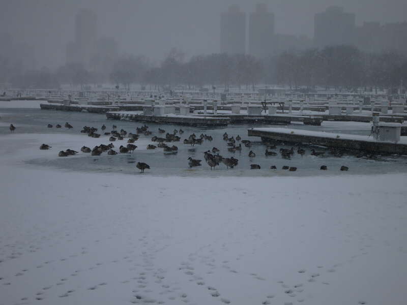 Geese in Chicago's Diversey Harbor water during snowstorm