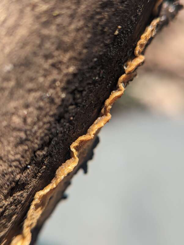 Ochre Spreading Tooth (Steccherinum ochraceum)