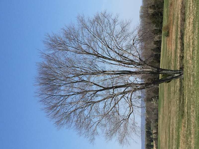 This tree is visible from the Visitors Center at Manassas National Battlefield Park, Manassas, VA