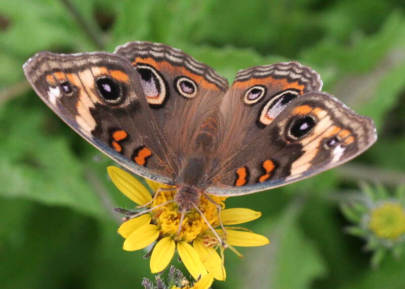 Junonia coenia (Common Buckeye)