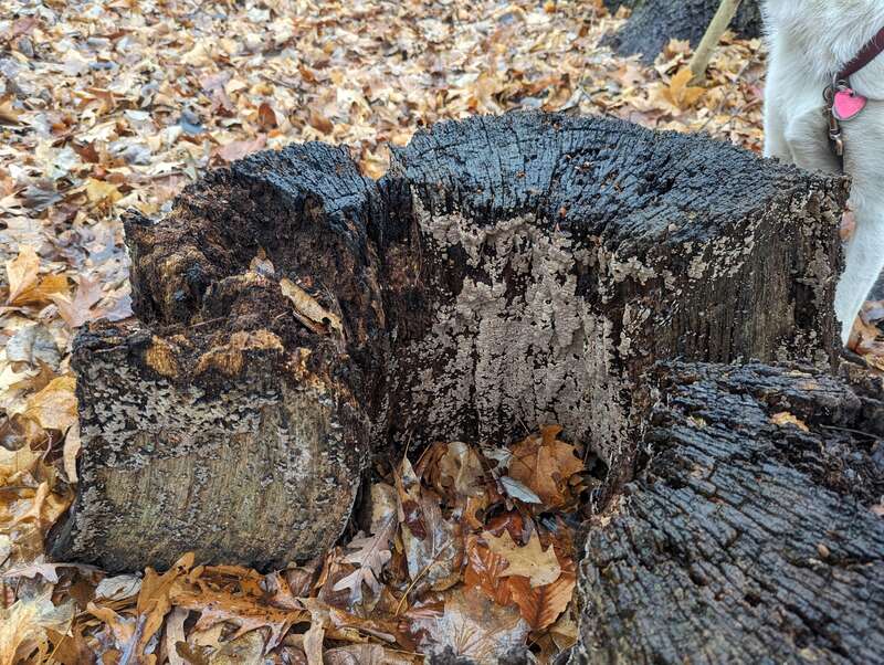 ceramic parchment (Xylobolus frustulatus)
