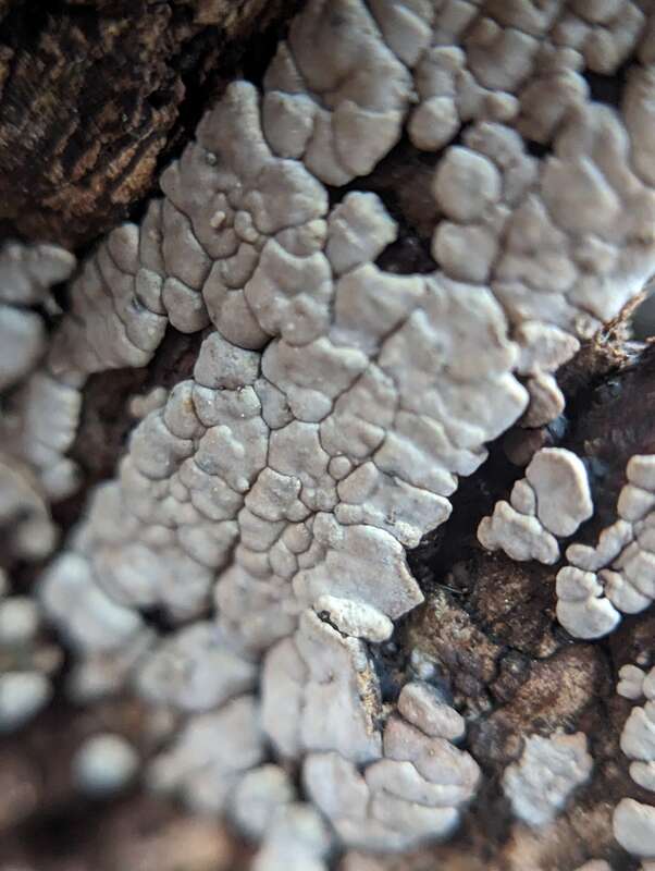 ceramic parchment (Xylobolus frustulatus)