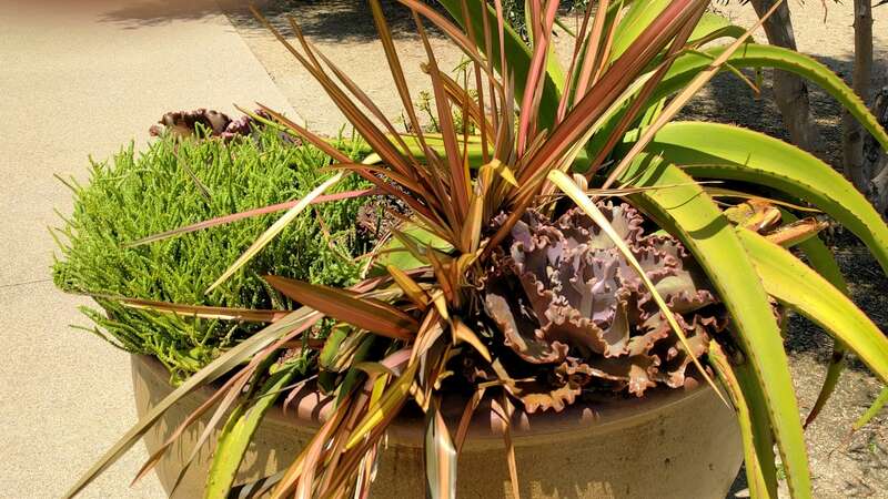 The Desert Garden here is world-famous and far exceeds every expectation. Not only are the specimens massive and rare, but they are arranged with an exceptional eye for composition. The Chinese Garden is overwhelming in its beauty, size and