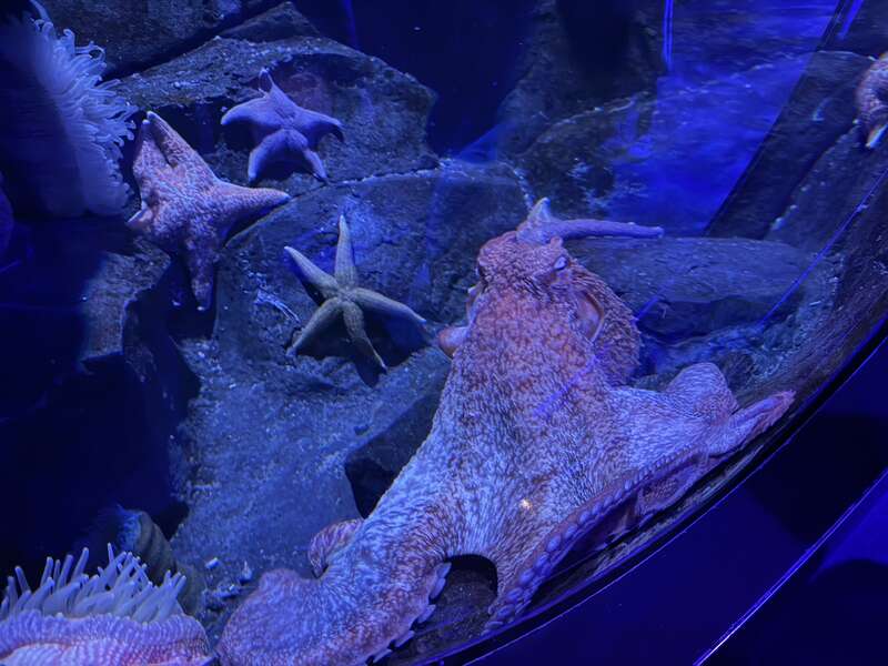 A Giant Pacific Octopus at the Adventure Aquarium in Camden, Camden County, New Jersey