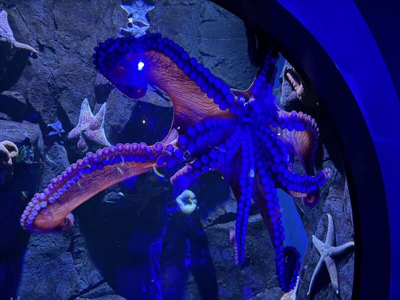 A Giant Pacific Octopus at the Adventure Aquarium in Camden, Camden County, New Jersey