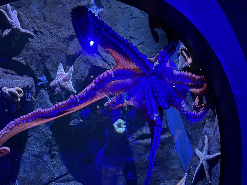 A Giant Pacific Octopus at the Adventure Aquarium in Camden, Camden County, New Jersey