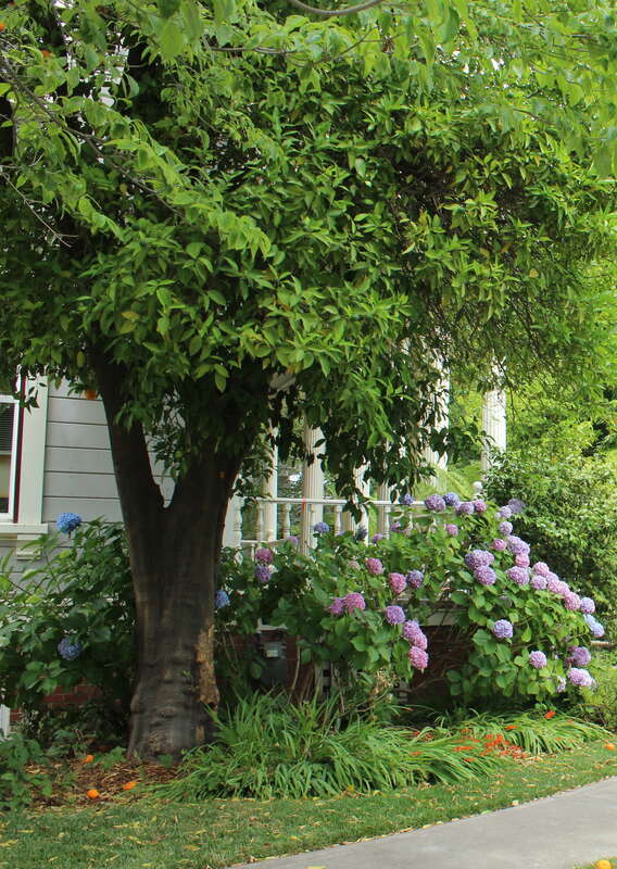 Alumni and Parent Relations - California State University, Chico, CA USA