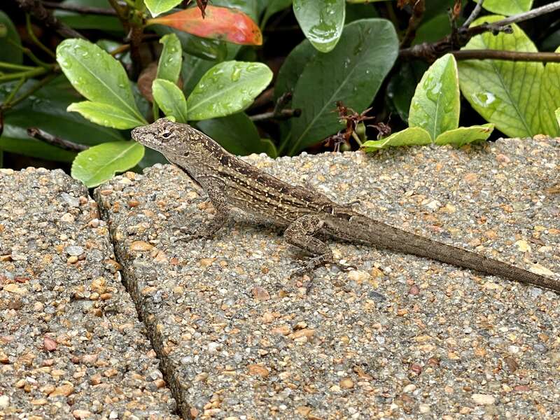 Brown Anole (Anolis sagrei)