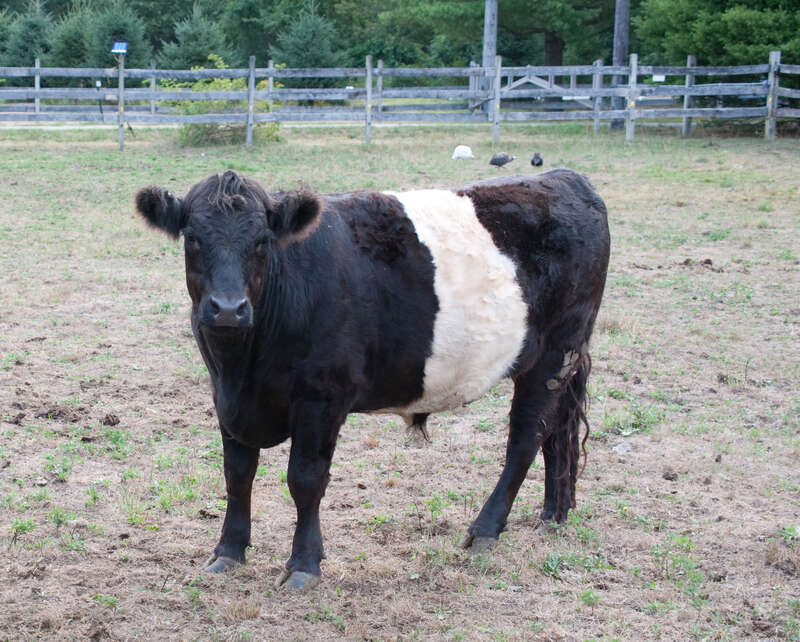 Belted Galloway, popularly known as an Oreo.

Located near one of the fields where our supplier grows corn.