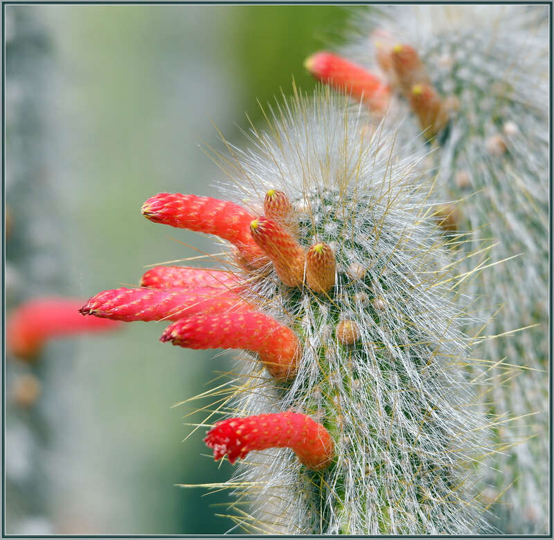 
500px provided description: Take the little survey that pops up in the corner and choose "other" and write in Flowers. We need a Flowers category. [#flowers ,#flower ,#bokeh ,#close-up ,#california ,#cactus ,#buds ,#creamy bokeh ,#sigma 105 ,#D850]