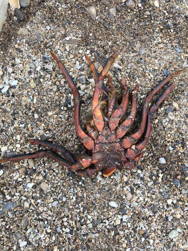 Photo of California Spiny Lobster (Panulirus interruptus) uploaded from iNaturalist.