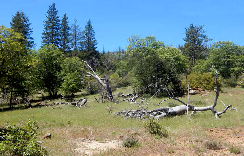 meadow across CA SR 79 from Lake Cuyamaca Restaurant and Store, Julian, California, USA