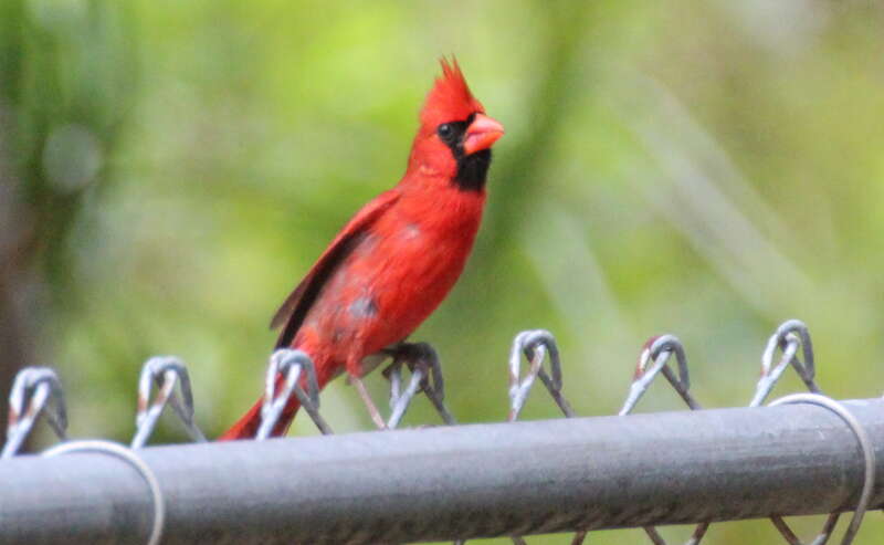 Northern Cardinal (male)