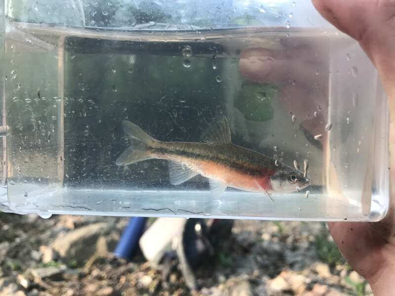 Rosyside Dace (Clinostomus funduloides) in the United States