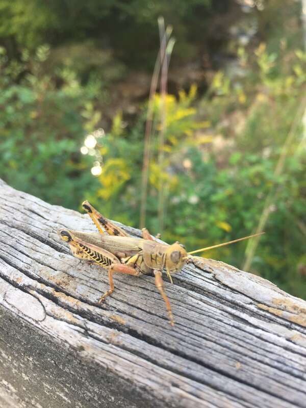 Differential Grasshopper (Melanoplus differentialis) in Chapel Hill, North Carolina