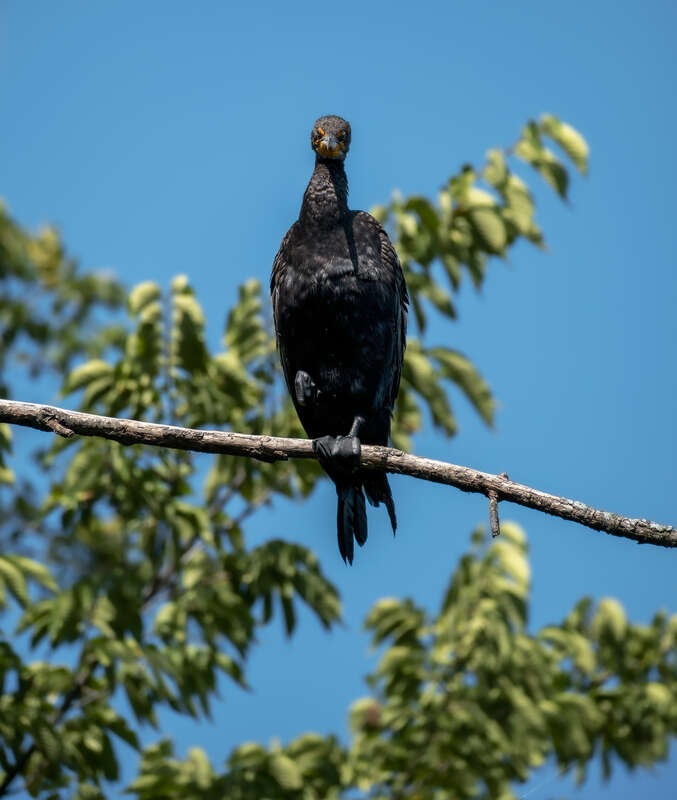 Double-crested cormorant (Nannopterum auritum) at Quarry Lake, Naperville, Illinois, US