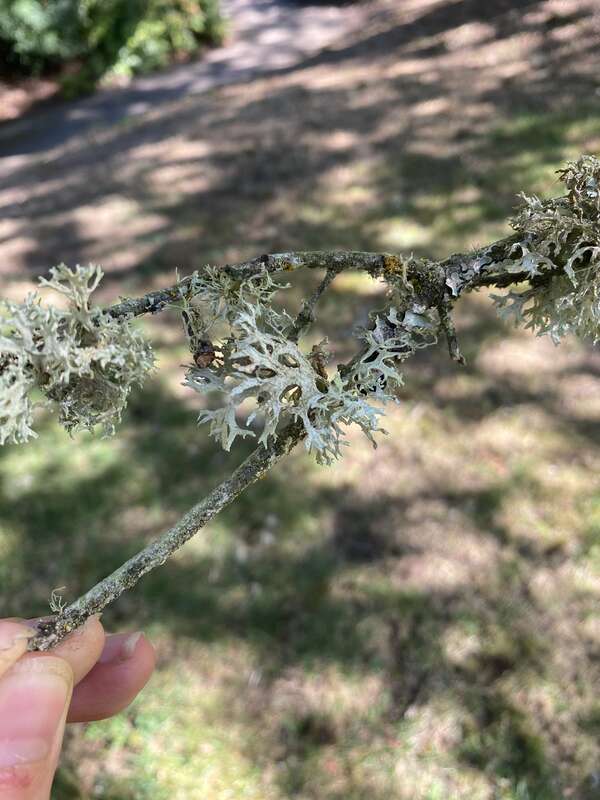 Oakmoss (Evernia prunastri)