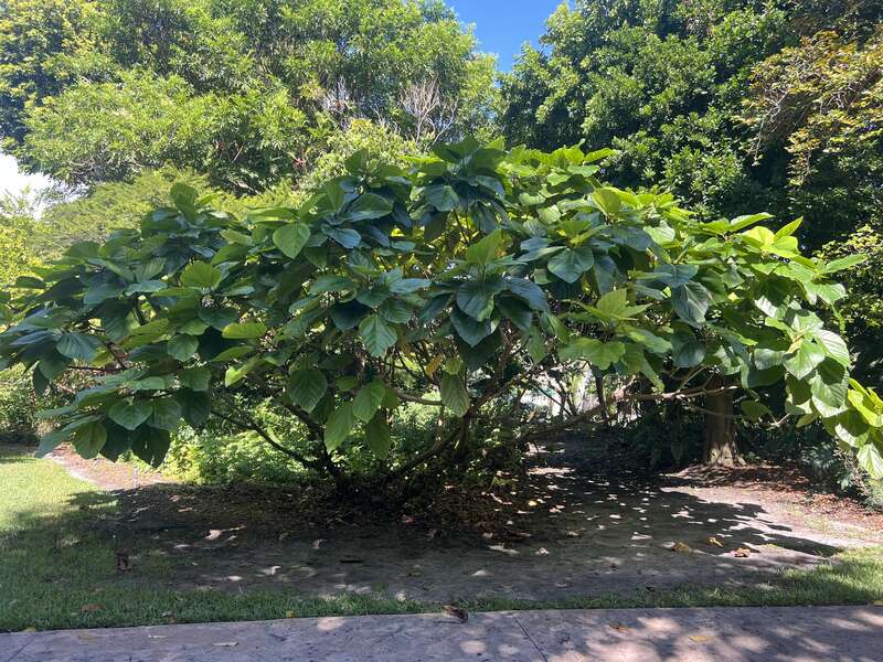 F. auriculata at Fairchild Tropical Botanic Garden in Coral Gables, Florida, USA