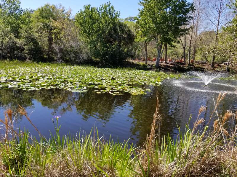 Fountain and pond at Florida Botanical Gardens, Largo, FL.