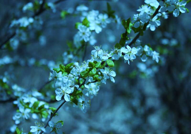 My photos that have a creative commons license and are free for everyone to download, edit, alter and use as long as you give me,  "D Sharon Pruitt" credit as the original owner of the photo. Have fun and enjoy!