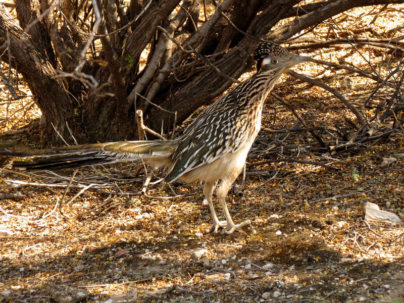 Geococcyx californianus.  Sabino Canyon, Santa Catalina Mountains, Tucson, Arizona, USA.
