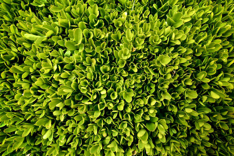 500px provided description: A bush in Rose Garden in Portland, OR. [#leaves ,#bush ,#green ,#portland]