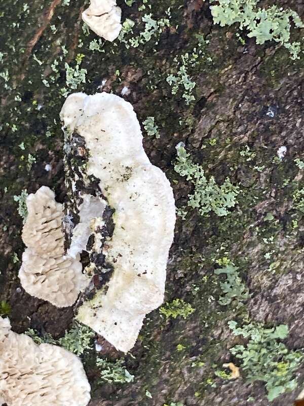 Milk-white Toothed Polypore (Irpex lacteus)