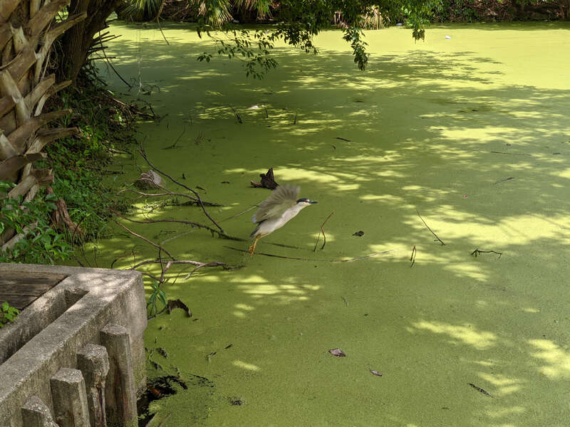 Launch over Duckweed - New Orleans May 2021