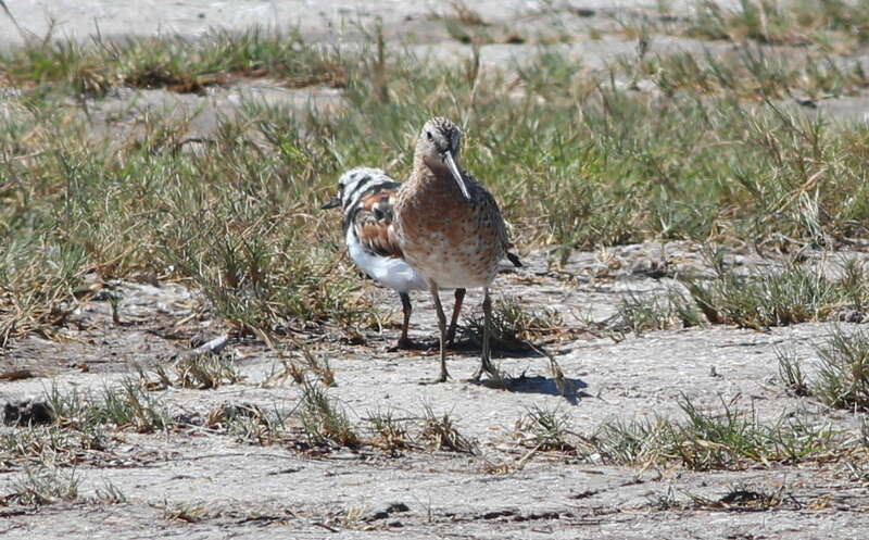 Short-billed Dowitcher (front/right) and Ruddy Turnstone (rear/left)