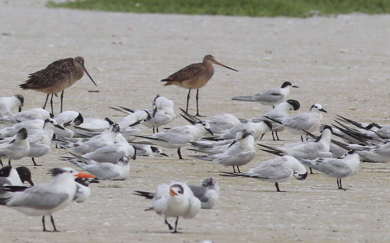 Marbled Godwits (top/rear), with mixed Laridae flock including Royal Terns, Cabot's Terns, Common Terns and Laughing Gulls. Fort de Soto, Florida.