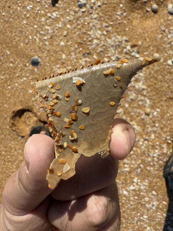 Atlantic Horseshoe Crab (Limulus polyphemus) in the United States