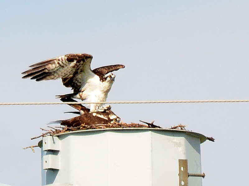 Mating

Stearns Rd./Rt. 25 Kane County, IL