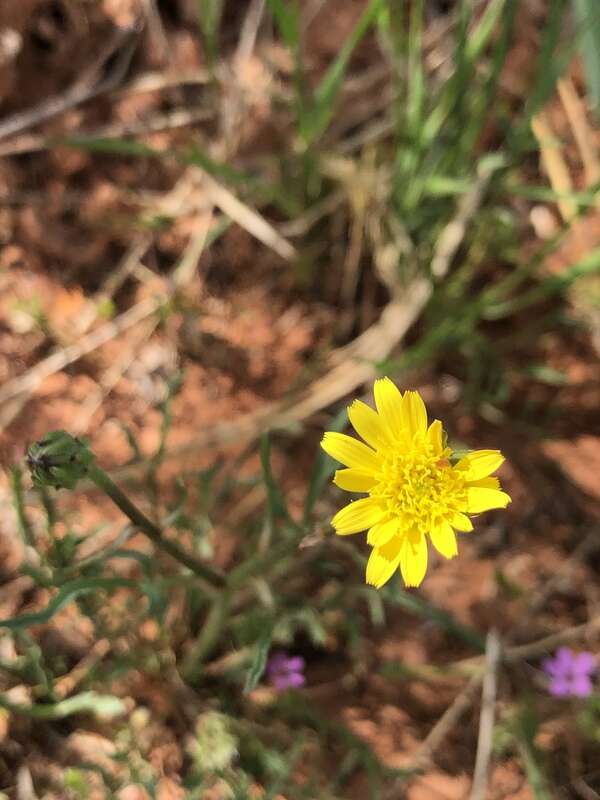 Scorzonera laciniata,