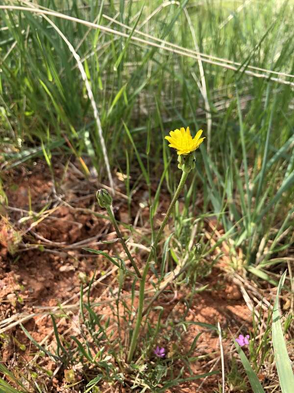 Scorzonera laciniata,