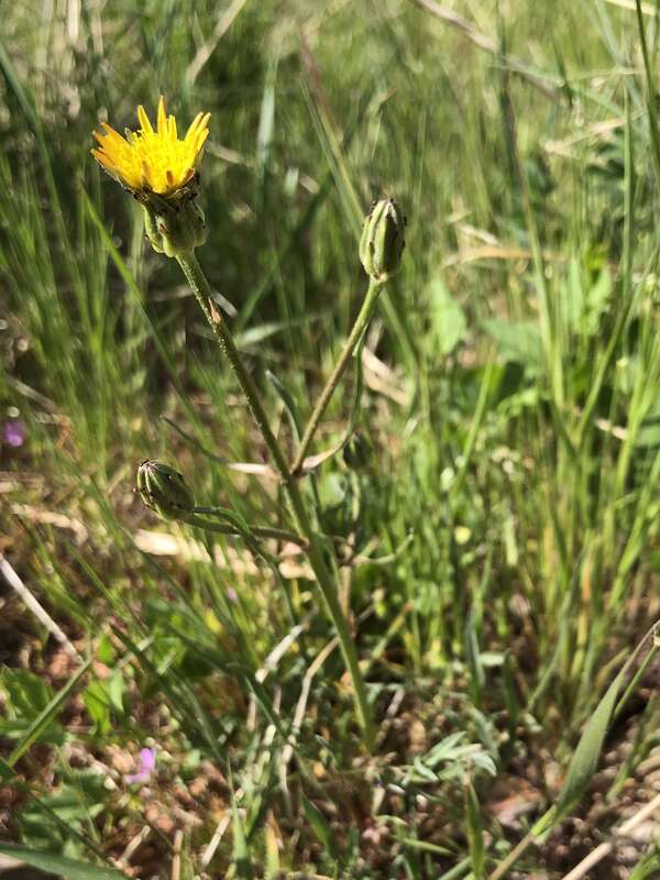 Scorzonera laciniata,