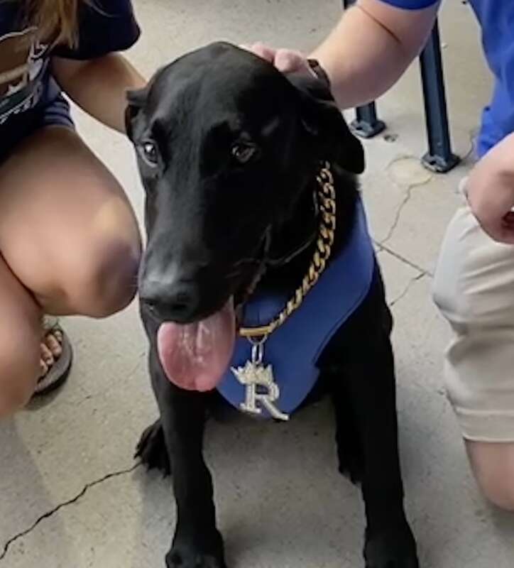 Ripken the Bat Dog at a Durham Bulls game in 2023