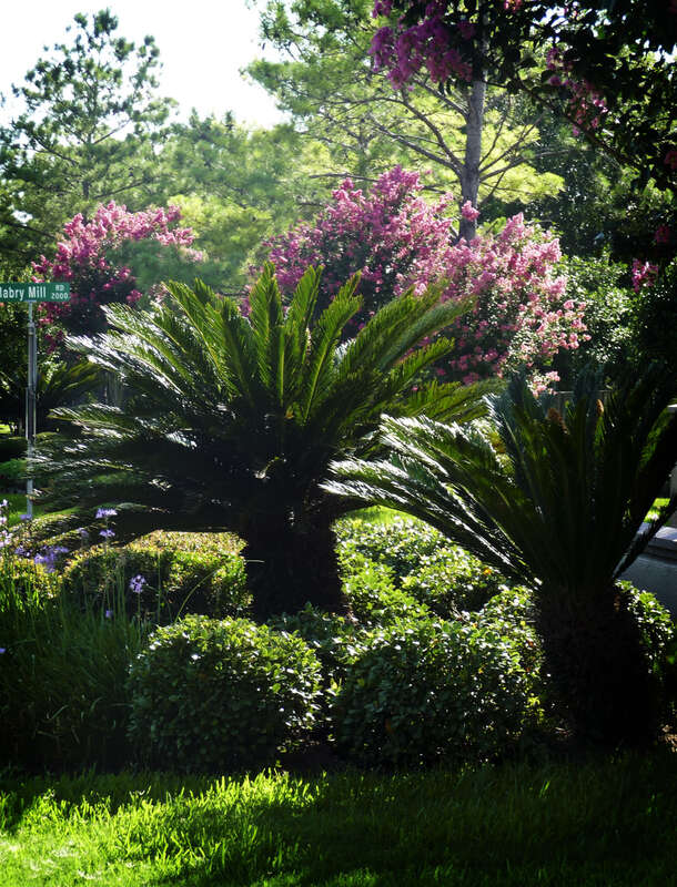 Some of the landscaping alongside Clear Lake City Blvd.