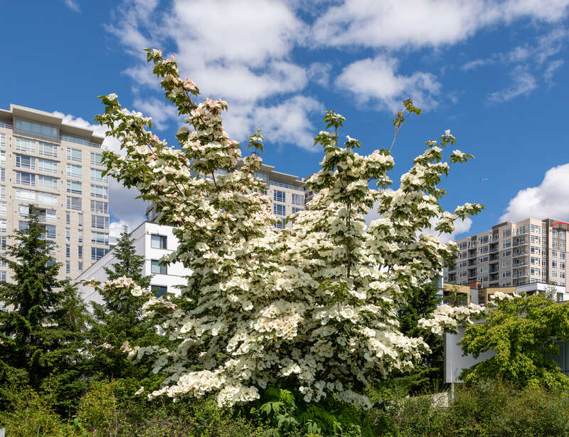 Plant in Olympic Sculpture Park in Seattle, Washington, USA