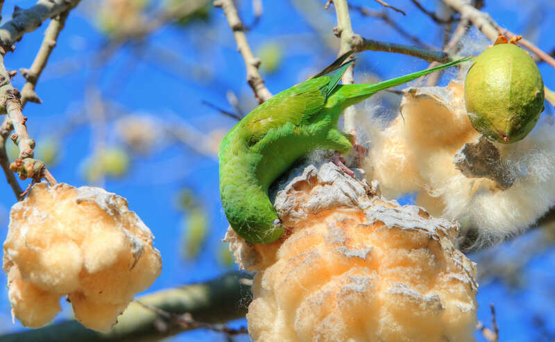 500px provided description: A small green parrot going after the seeds buried in the fluffy stuff. [#bird ,#tree ,#parrot ,#green ,#wildlife ,#seeds ,#fluff ,#HDR]