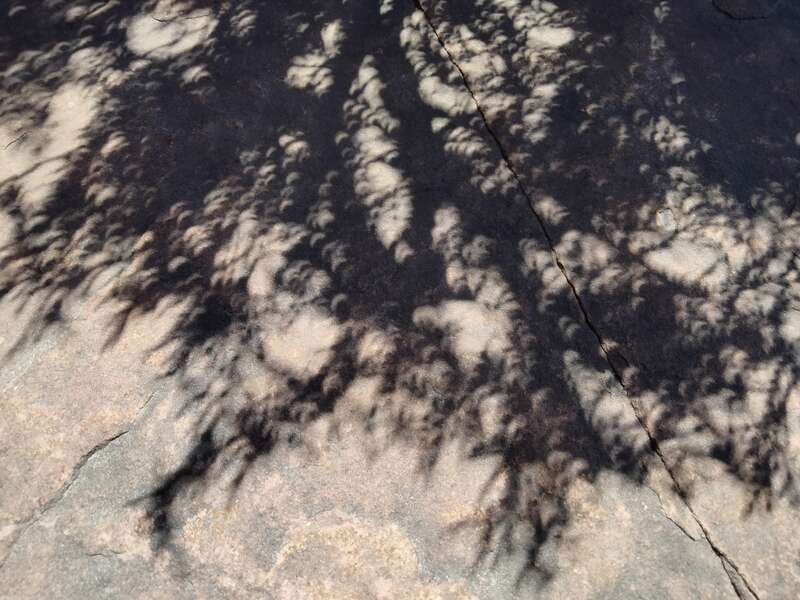 Crescent-shaped shadows during the solar eclipse of April 8, 2024 in Boulder, Colorado. Taken outside the Ofelia Miramontes and Leonard Baca Education Building at the University of Colorado Boulder.