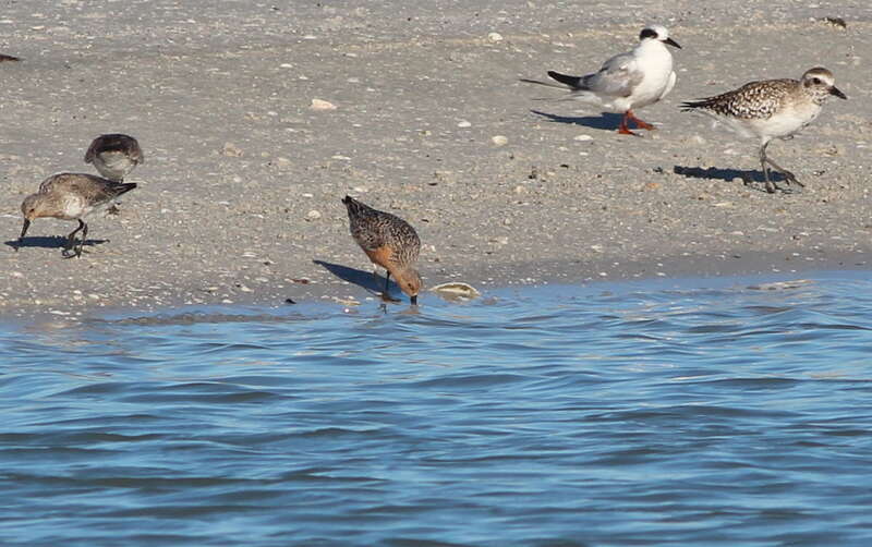 Red Knots (center and left), Black-bellied Plover (far right) and Forster's Tern (upper right)