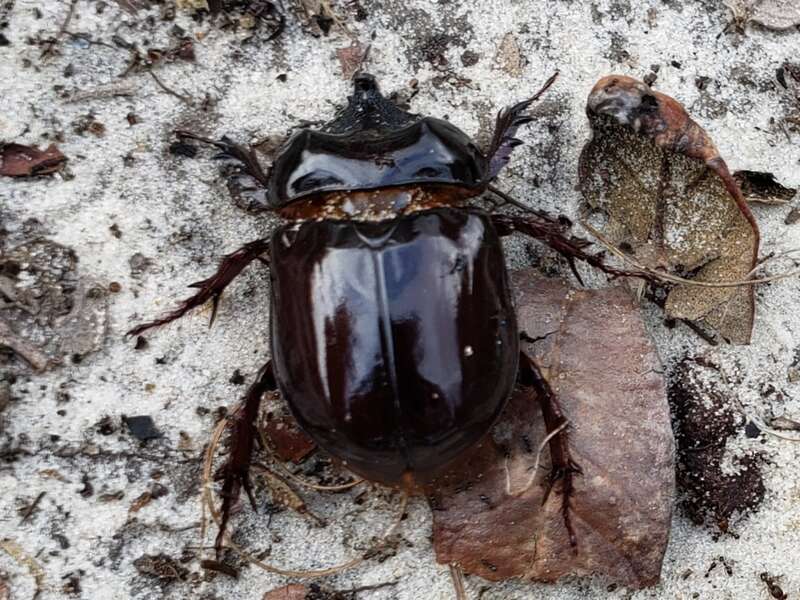 Smooth Ox Beetle (Strategus antaeus)
