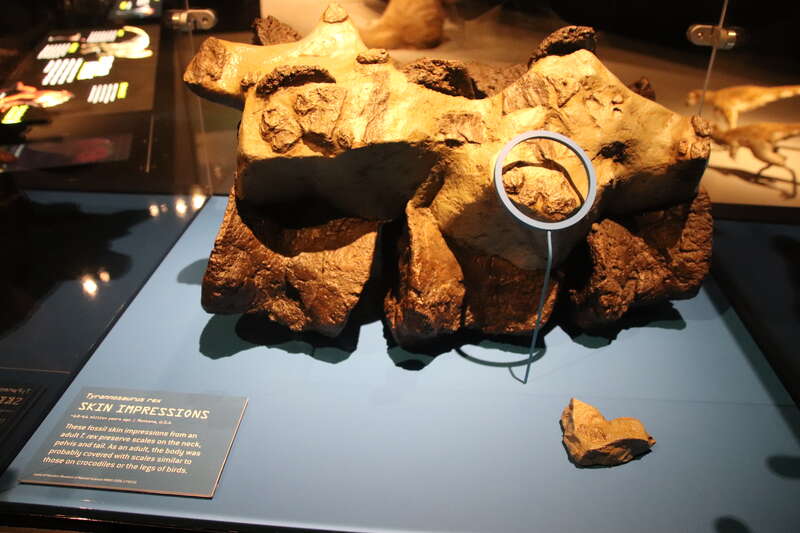 Perot Museum of Nature and Science, Dallas, Texas. Complete indexed photo collection at WorldHistoryPics.com.