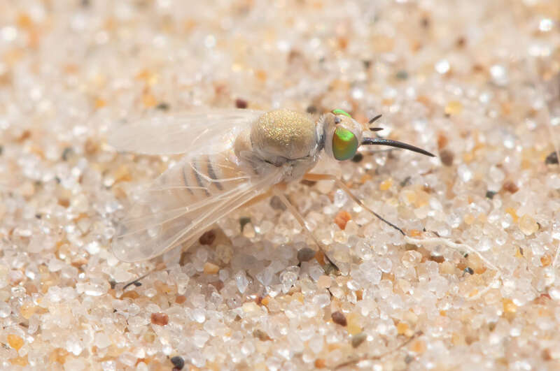 Tmemophlebia coquilletti. Species of insect.