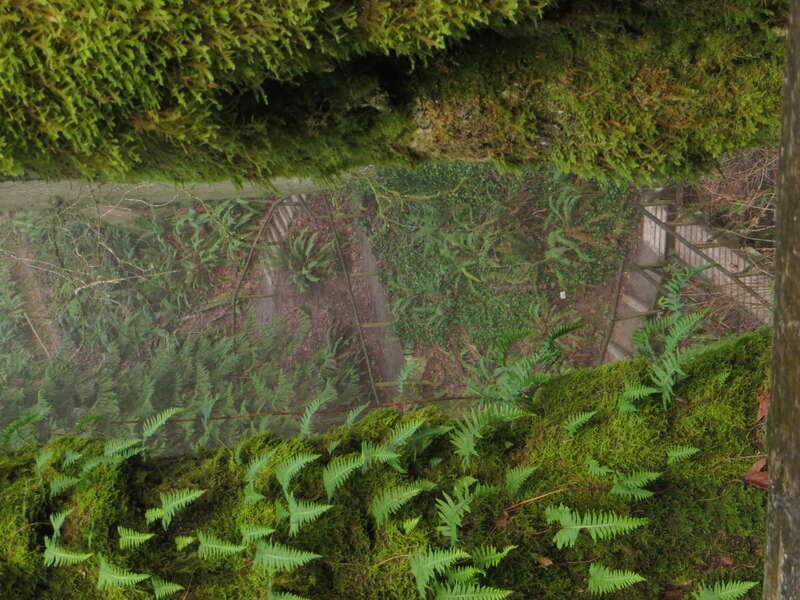 Priest Point Park, Olympia, Washington.
Hiking trail view.