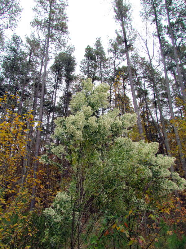 Umstead SP NC IMG_9264