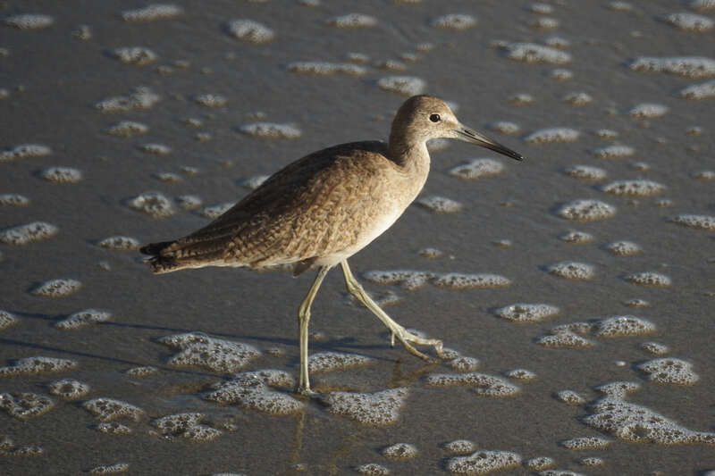 Willet
