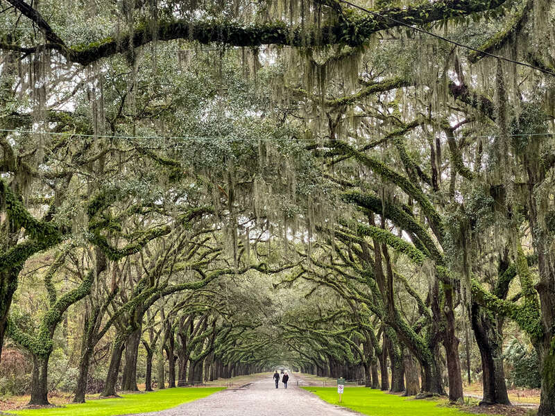 Avenue of Oaks at Wormsloe State Historic Site